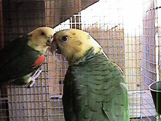 Tresmarias150-Double Yellow-headed Amazon Parrots-by Danny Delgado.jpg
