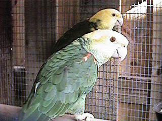 Tresmarias151-Double Yellow-headed Amazon Parrots-by Danny Delgado.jpg