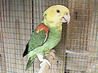 Tresmarias152-Double Yellow-headed Amazon Parrot-by Danny Delgado.jpg