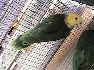 Tresmarias153-Double Yellow-headed Amazon Parrot-by Danny Delgado.jpg