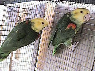Tresmarias154-Double Yellow-headed Amazon Parrots-by Danny Delgado.jpg