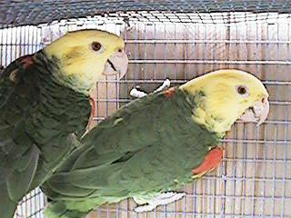 Tresmarias155-Double Yellow-headed Amazon Parrots-by Danny Delgado.jpg