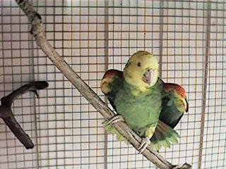 Tresmarias156-Double Yellow-headed Amazon Parrot-by Danny Delgado.jpg