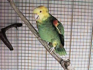 Tresmarias157-Double Yellow-headed Amazon Parrot-by Danny Delgado.jpg