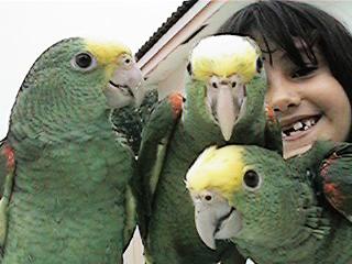 Tresmarias158-Double Yellow-headed Amazon Parrots-by Danny Delgado.jpg
