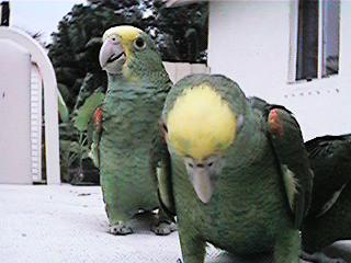 Tresmarias159-Double Yellow-headed Amazon Parrots-by Danny Delgado.jpg