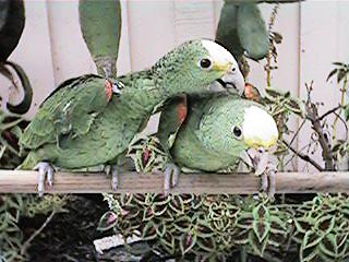 Tresmarias160-Double Yellow-headed Amazon Parrots-by Danny Delgado.jpg