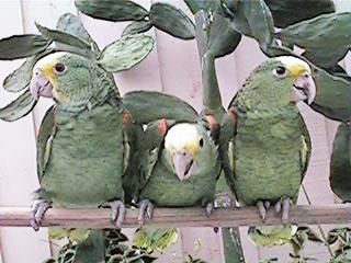 Tresmarias162-Double Yellow-headed Amazon Parrots-by Danny Delgado.jpg
