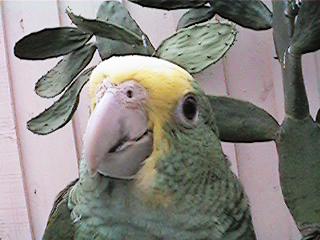 Tresmarias163-Double Yellow-headed Amazon Parrot-by Danny Delgado.jpg