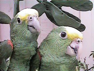 Tresmarias164-Double Yellow-headed Amazon Parrots-by Danny Delgado.jpg