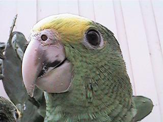 Tresmarias166-Double Yellow-headed Amazon Parrot-by Danny Delgado.jpg