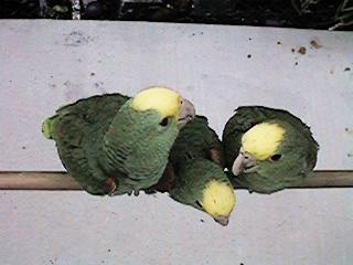 Tresmarias167-Double Yellow-headed Amazon Parrots-by Danny Delgado.jpg