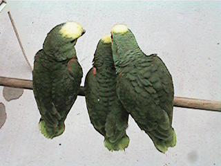 Tresmarias169-Double Yellow-headed Amazon Parrots-by Danny Delgado.jpg