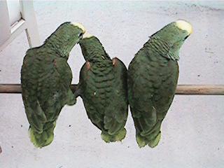 Tresmarias170-Double Yellow-headed Amazon Parrots-by Danny Delgado.jpg