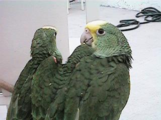 Tresmarias171-Double Yellow-headed Amazon Parrots-by Danny Delgado.jpg