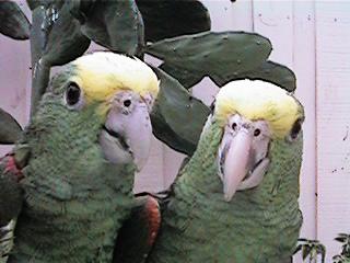 Tresmarias172-Double Yellow-headed Amazon Parrots-by Danny Delgado.jpg