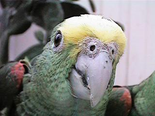 Tresmarias173-Double Yellow-headed Amazon Parrot-by Danny Delgado.jpg