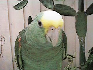 Tresmarias174-Double Yellow-headed Amazon Parrot-by Danny Delgado.jpg