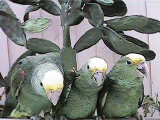 Tresmarias175-Double Yellow-headed Amazon Parrots-by Danny Delgado.jpg