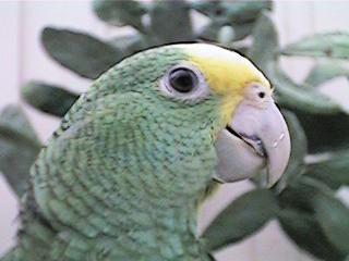 Tresmarias176-Double Yellow-headed Amazon Parrot-by Danny Delgado.jpg