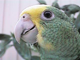 Tresmarias177-Double Yellow-headed Amazon Parrot-by Danny Delgado.jpg