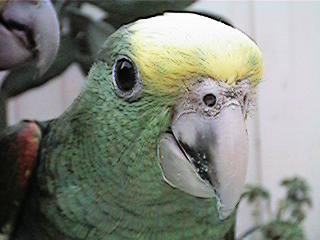 Tresmarias178-Double Yellow-headed Amazon Parrot-by Danny Delgado.jpg