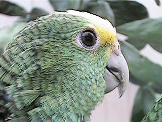 Tresmarias179-Double Yellow-headed Amazon Parrot-by Danny Delgado.jpg