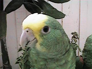 Tresmarias181-Double Yellow-headed Amazon Parrot-by Danny Delgado.jpg