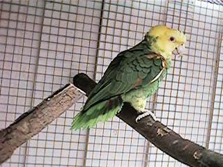 Tresmarias182-Double Yellow-headed Amazon Parrot-by Danny Delgado.jpg