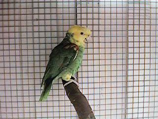 Tresmarias183-Double Yellow-headed Amazon Parrot-by Danny Delgado.jpg