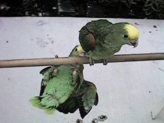 Tresmarias186-Double Yellow-headed Amazon Parrots-by Danny Delgado.jpg