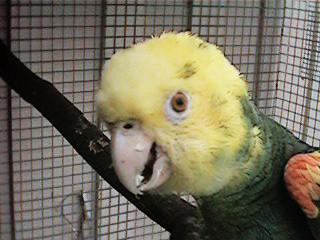 Tresmarias188-Double Yellow-headed Amazon Parrot-by Danny Delgado.jpg
