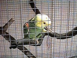 Tresmarias189-Double Yellow-headed Amazon Parrot-by Danny Delgado.jpg