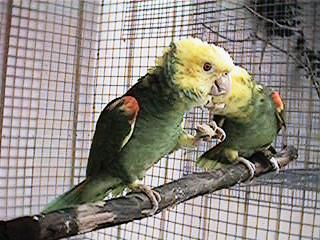 Tresmarias190-Double Yellow-headed Amazon Parrots-by Danny Delgado.jpg
