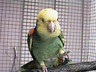 Tresmarias191-Double Yellow-headed Amazon Parrot-by Danny Delgado.jpg