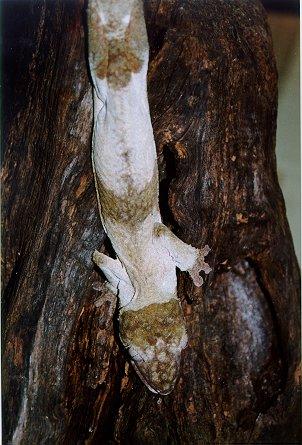Uroplatus henkeli01-Madagascar Leaf-tailed Gecko-by Dennis Desmond.jpg