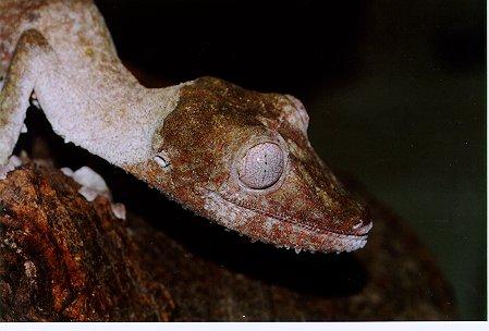 Uroplatus henkeli02-Madagascar Leaf-tailed Gecko-by Dennis Desmond.jpg