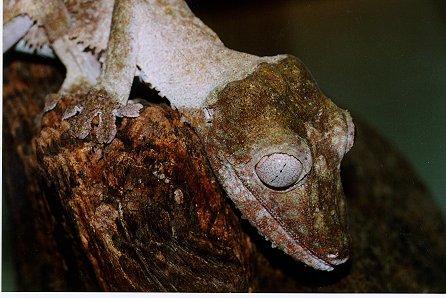 Uroplatus henkeli04-Madagascar Leaf-tailed Gecko-by Dennis Desmond.jpg