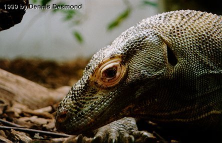 Varanus komodoensis01-Komodo Dragon-by Dennis Desmond.jpg