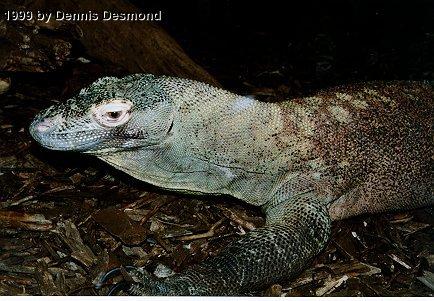 Varanus komodoensis04-Komodo Dragon-by Dennis Desmond.jpg