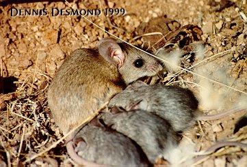 White-footed Deermouse-by Dennis Desmond.jpg