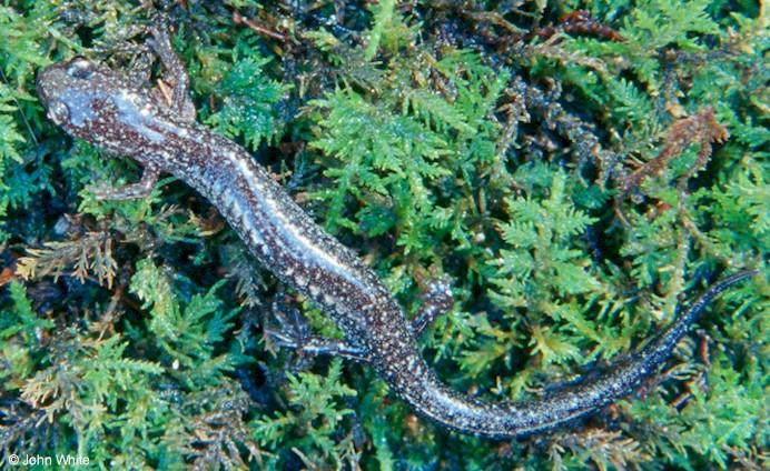 White-spotted Slimy Salamander  Plethodon cylindraceus  1-John White.jpg