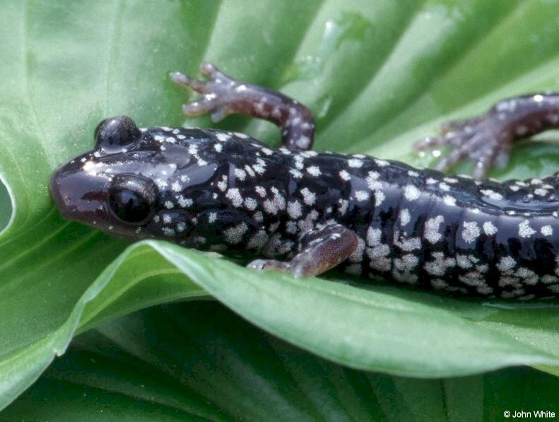 White-spotted slimy salamander03-by John White.jpg