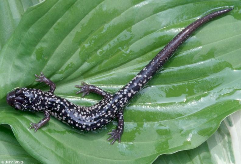 White-spotted slimy salamander09-by John White.jpg