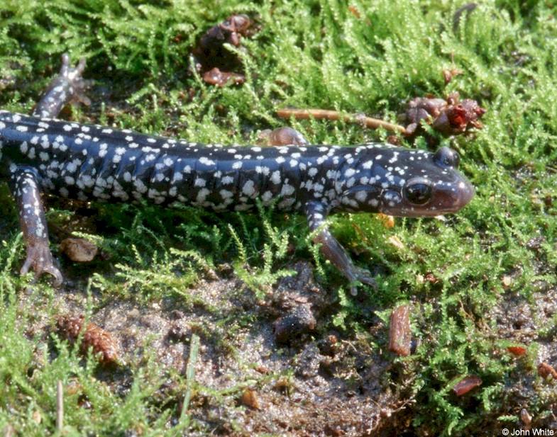 White-spotted slimy salamander10-by John White.jpg