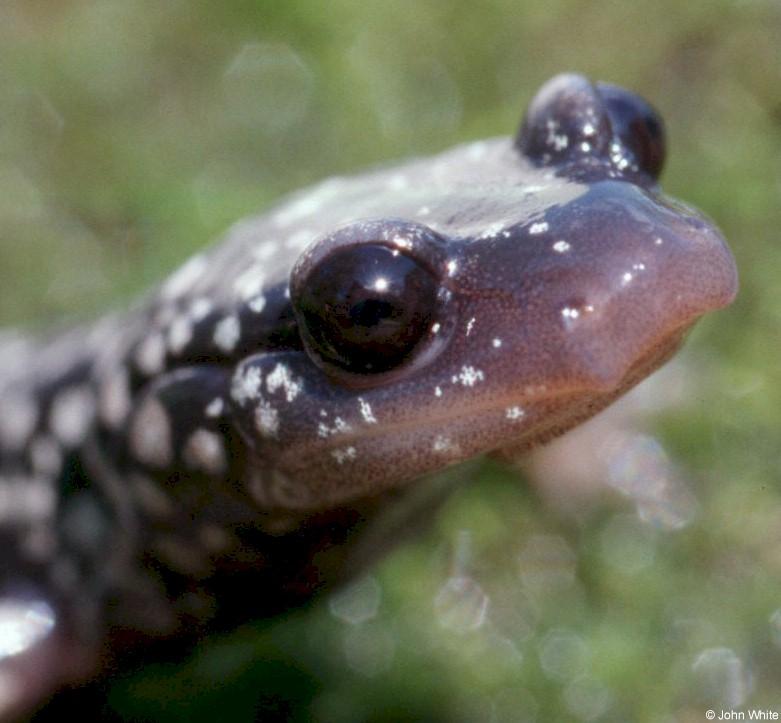 White-spotted slimy salamander101-by John White.jpg