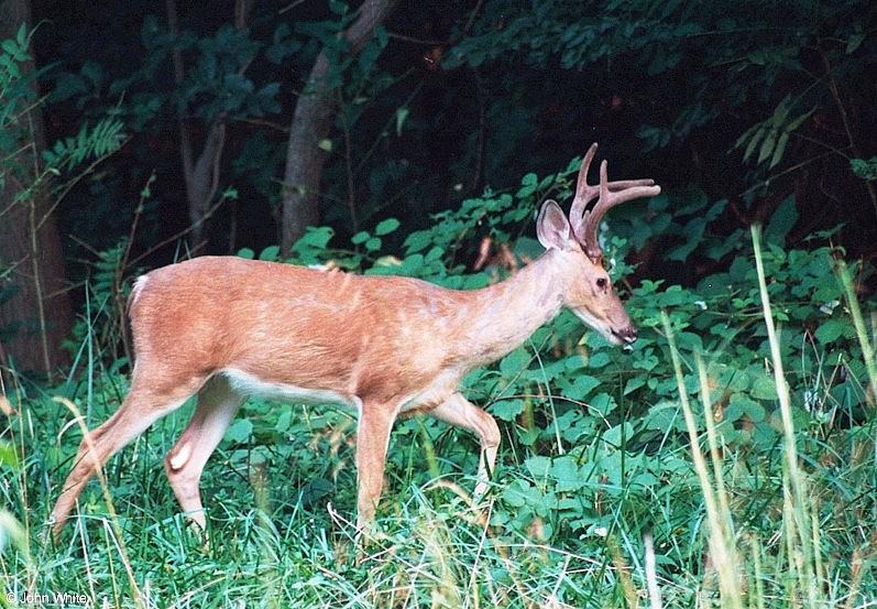 White-tailed Deer001-by John White.jpg