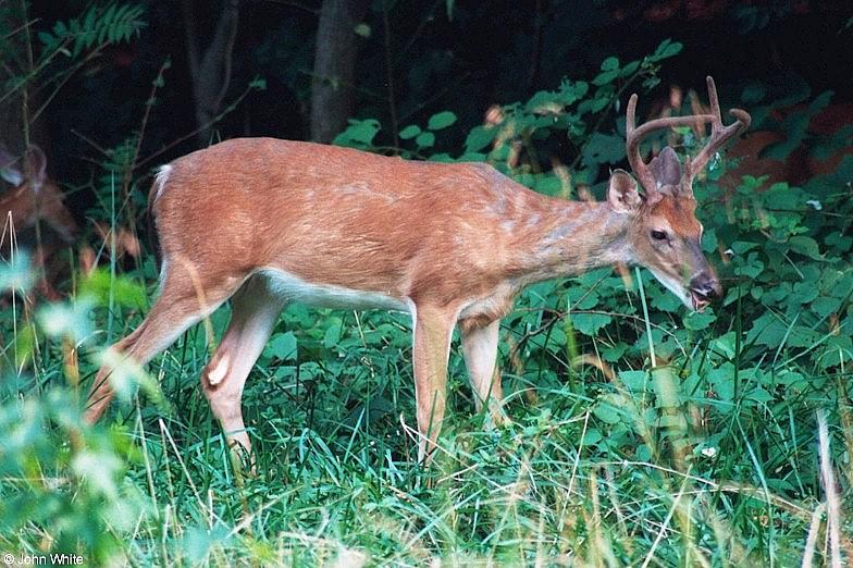 White-tailed Deer003-by John White.jpg