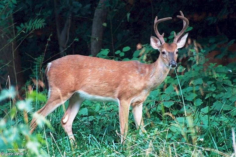 White-tailed Deer004-by John White.jpg