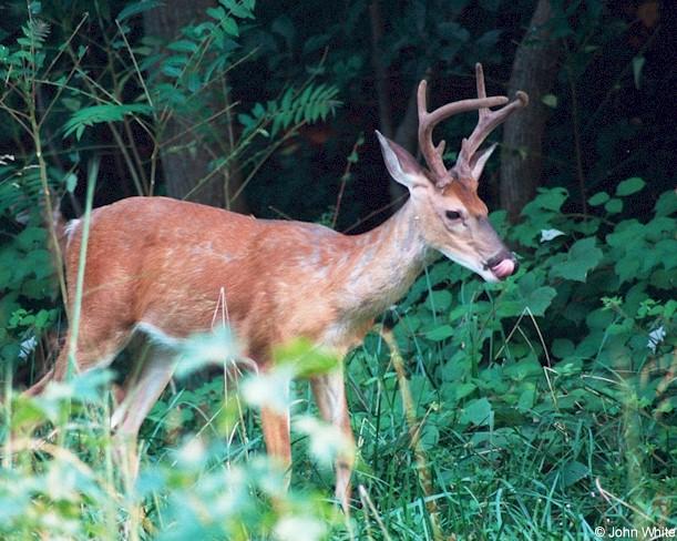 White-tailed Deer005-by John White.jpg